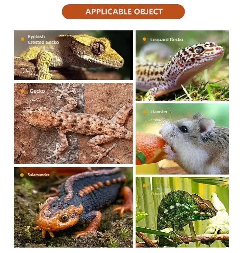 Automatic Reptile Water Dish Reusable Container Creative Feeder Station Ornament Drinking Tool for Snakes Tortoise Geckos