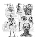 Halloween Decorations Amazon Best-Selling Skull Series Transparent Seal Handbook Decoration Scrapbook Creative Retro