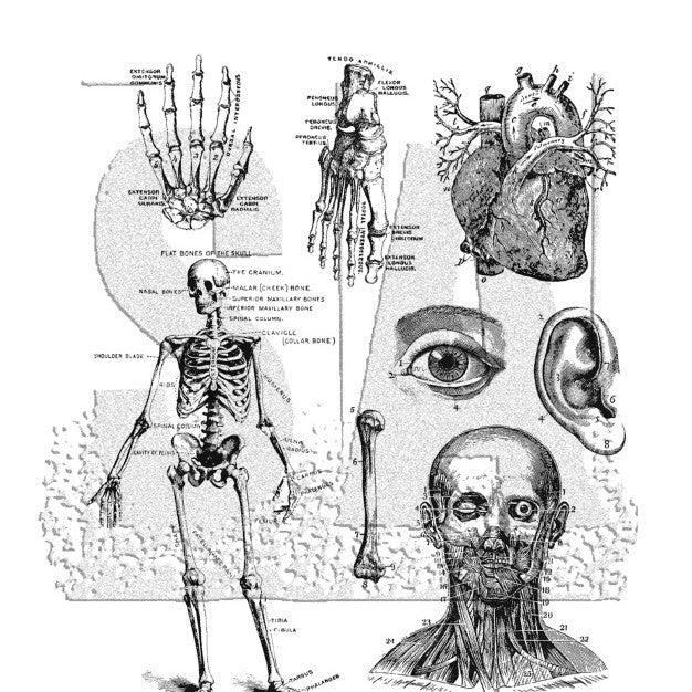 Halloween Decorations Amazon Best-Selling Skull Series Transparent Seal Handbook Decoration Scrapbook Creative Retro