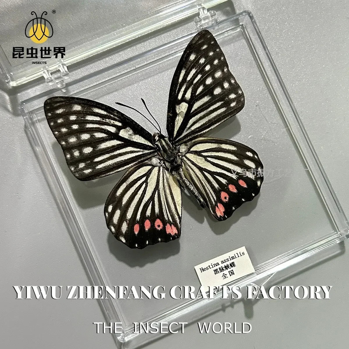 5Pcs Real Chinese Butterfly Specimen, For Girls, Children's Day, Teachers' Day Exquisite Gifts, home decor