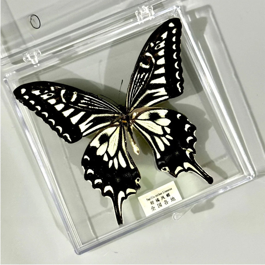 5Pcs Real Chinese Butterfly Specimen, For Girls, Children's Day, Teachers' Day Exquisite Gifts, home decor