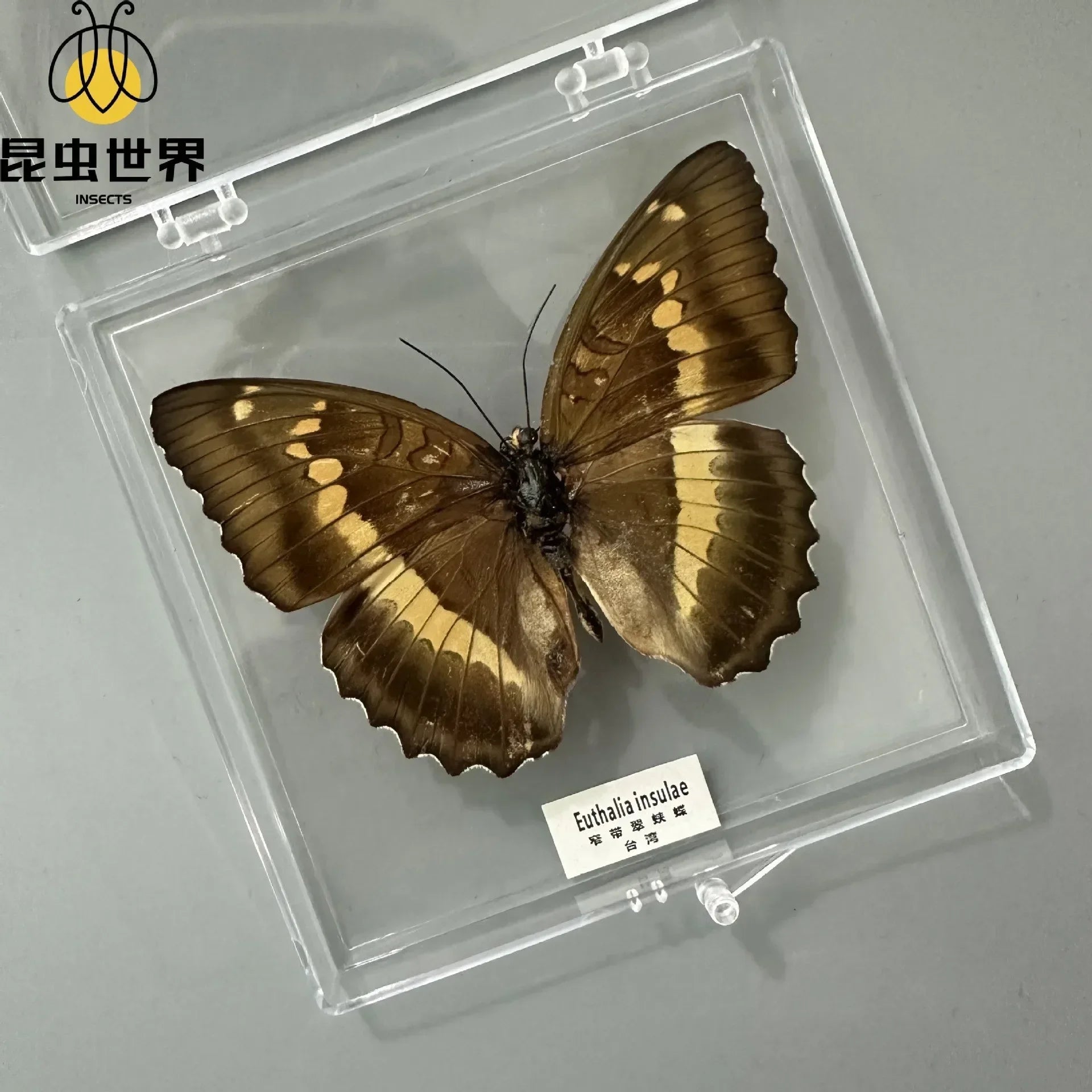 5Pcs Real Chinese Butterfly Specimen, For Girls, Children's Day, Teachers' Day Exquisite Gifts, home decor