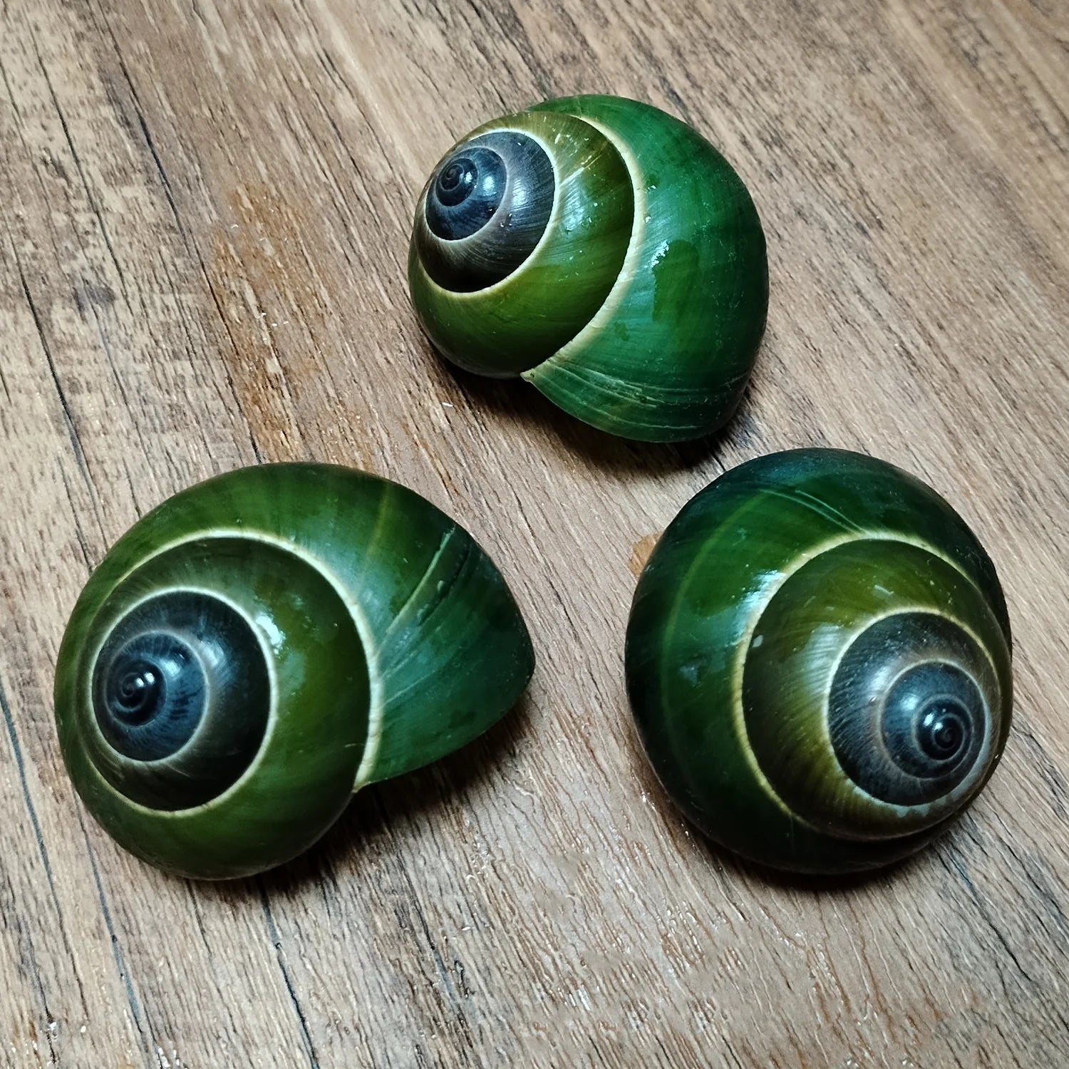 Green Jade Snail Natural Dyakiidae Snails Shell Specimen Collection Fish Tank Landscaping Aquarium Decoration Ornaments