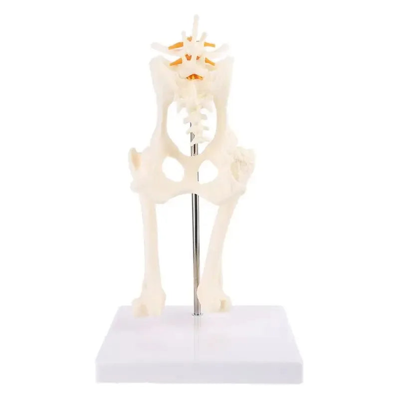 Anatomy Osteoporosis Dog Hip Model Dog Skeleton Animal Skeleton Canine Pet Veterinary Teaching
