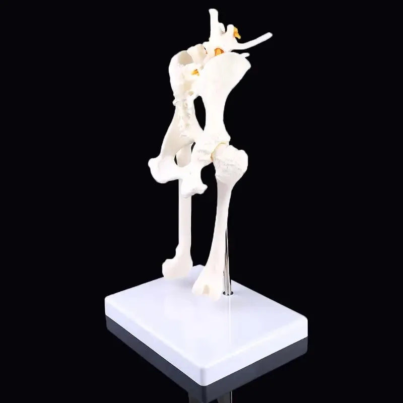 Anatomy Osteoporosis Dog Hip Model Dog Skeleton Animal Skeleton Canine Pet Veterinary Teaching