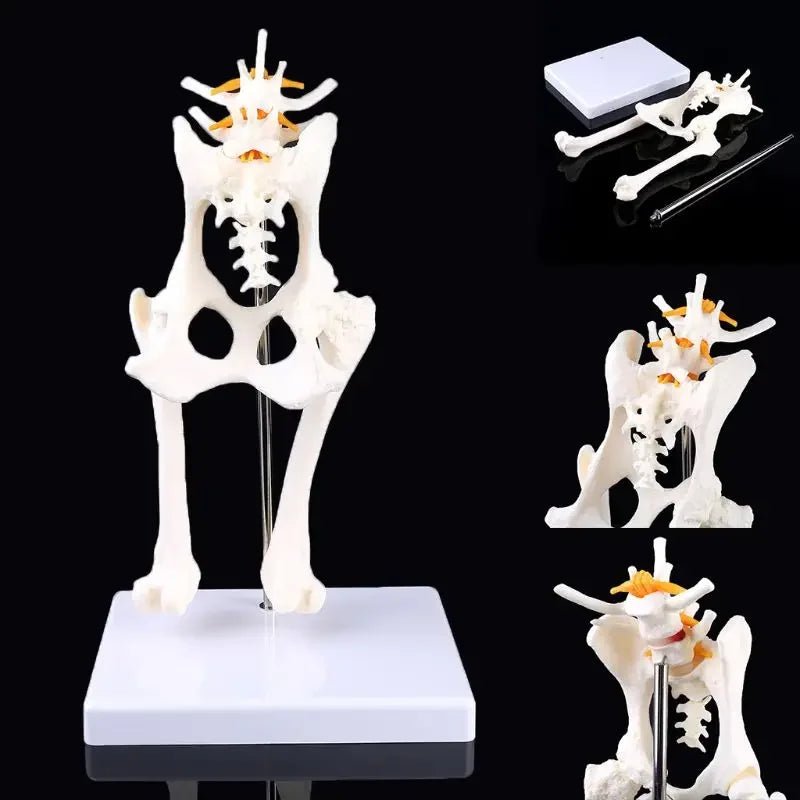 Anatomy Osteoporosis Dog Hip Model Dog Skeleton Animal Skeleton Canine Pet Veterinary Teaching