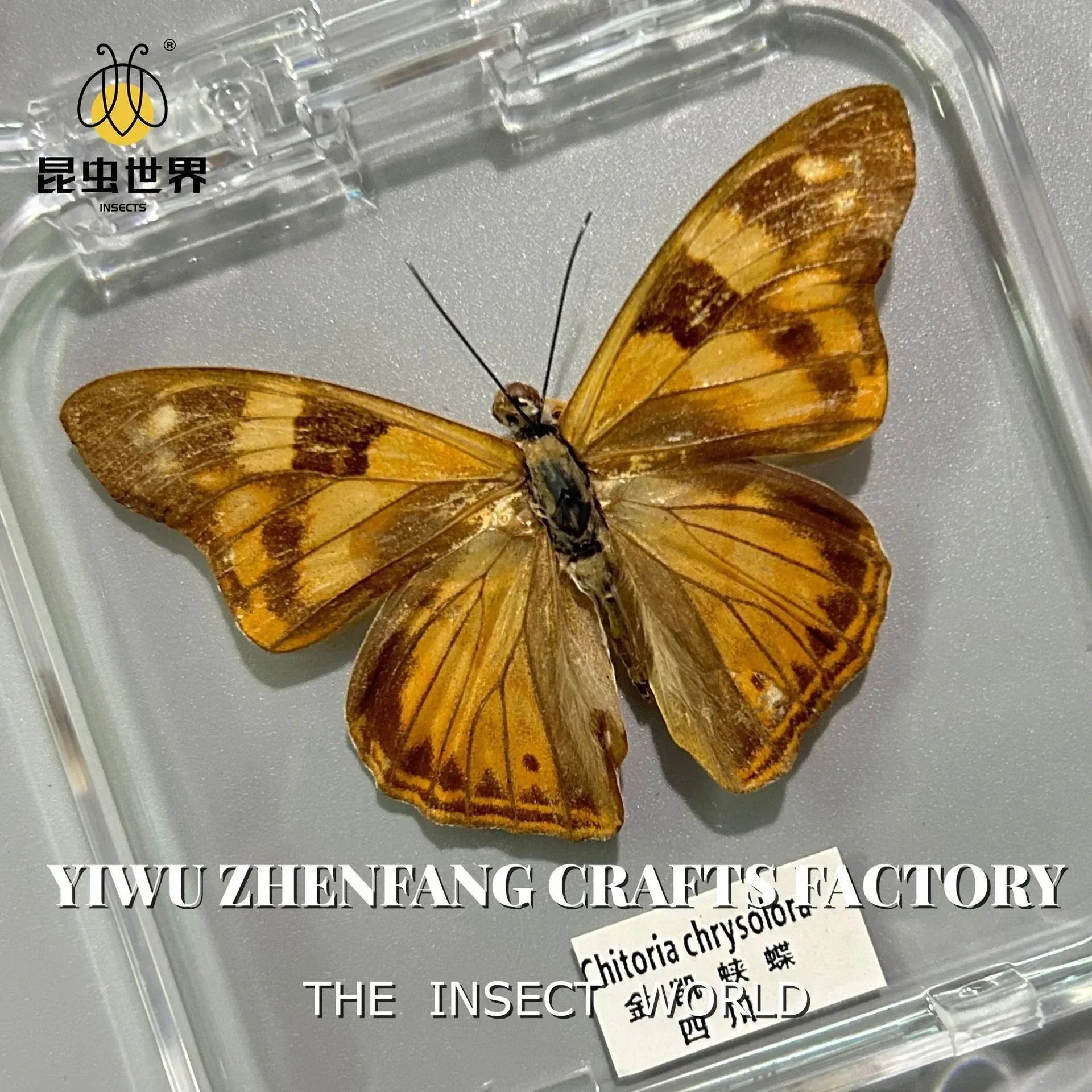5Pcs Real Chinese Butterfly Specimen, For Girls, Children's Day, Teachers' Day Exquisite Gifts, home decor