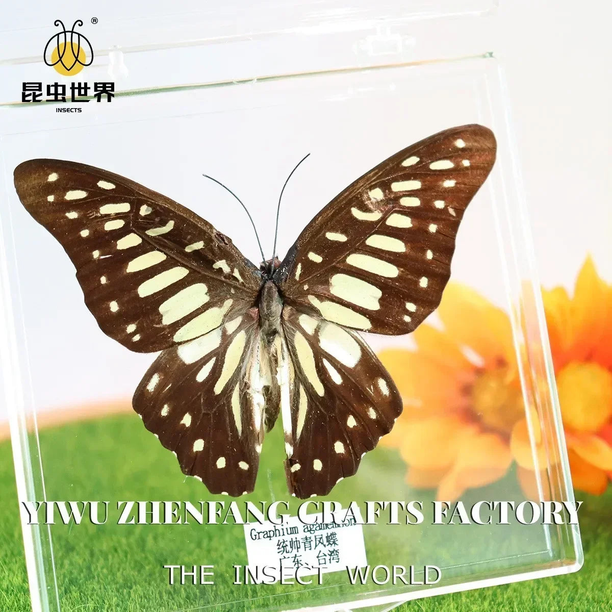 5Pcs Real Chinese Butterfly Specimen, For Girls, Children's Day, Teachers' Day Exquisite Gifts, home decor