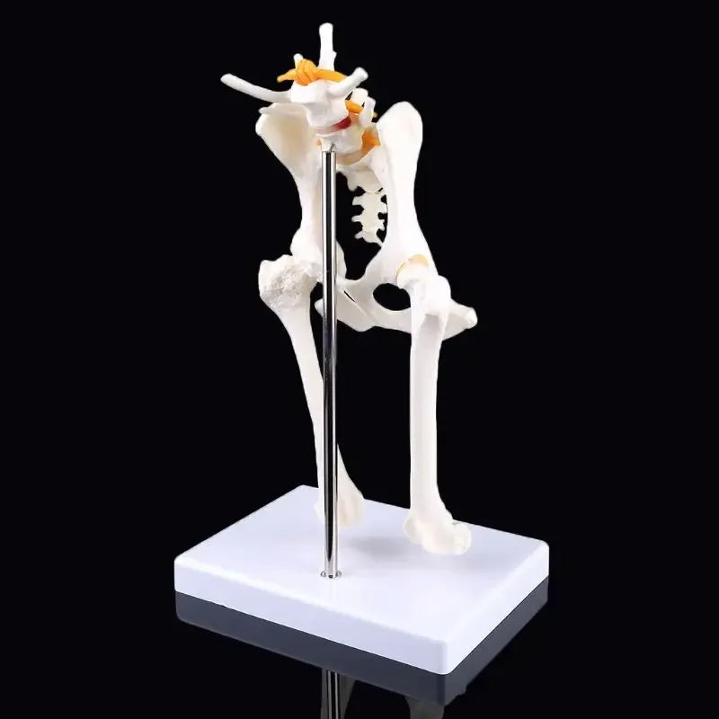 Dog Hip Skeleton Anatomy Model