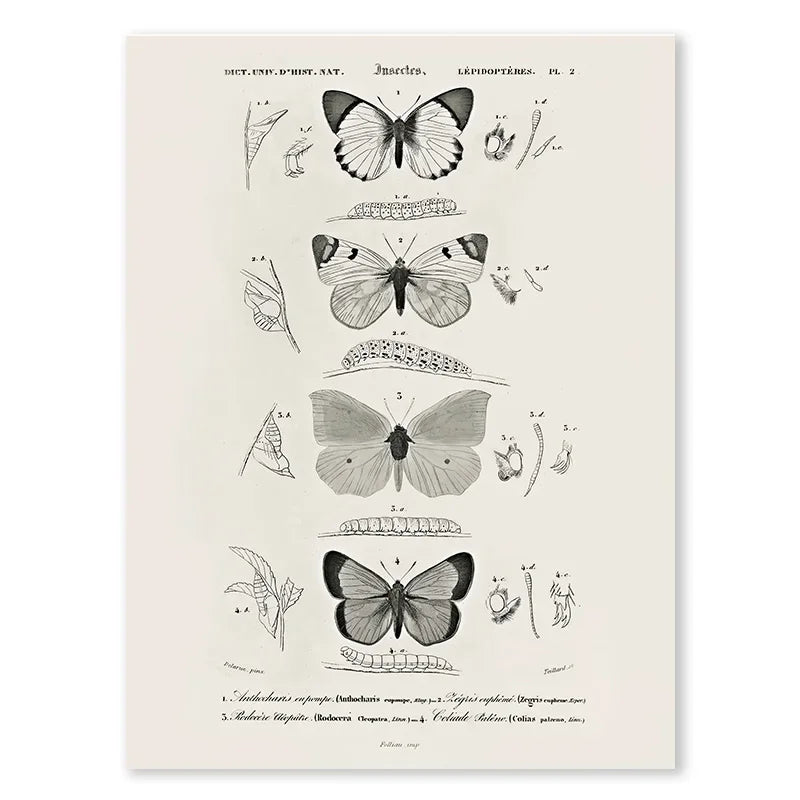 Vintage Black Butterfly Flowers Posters Abstract Matisse Wall Art Canvas Painting Nordic Interior Living Room Picture Home Decor