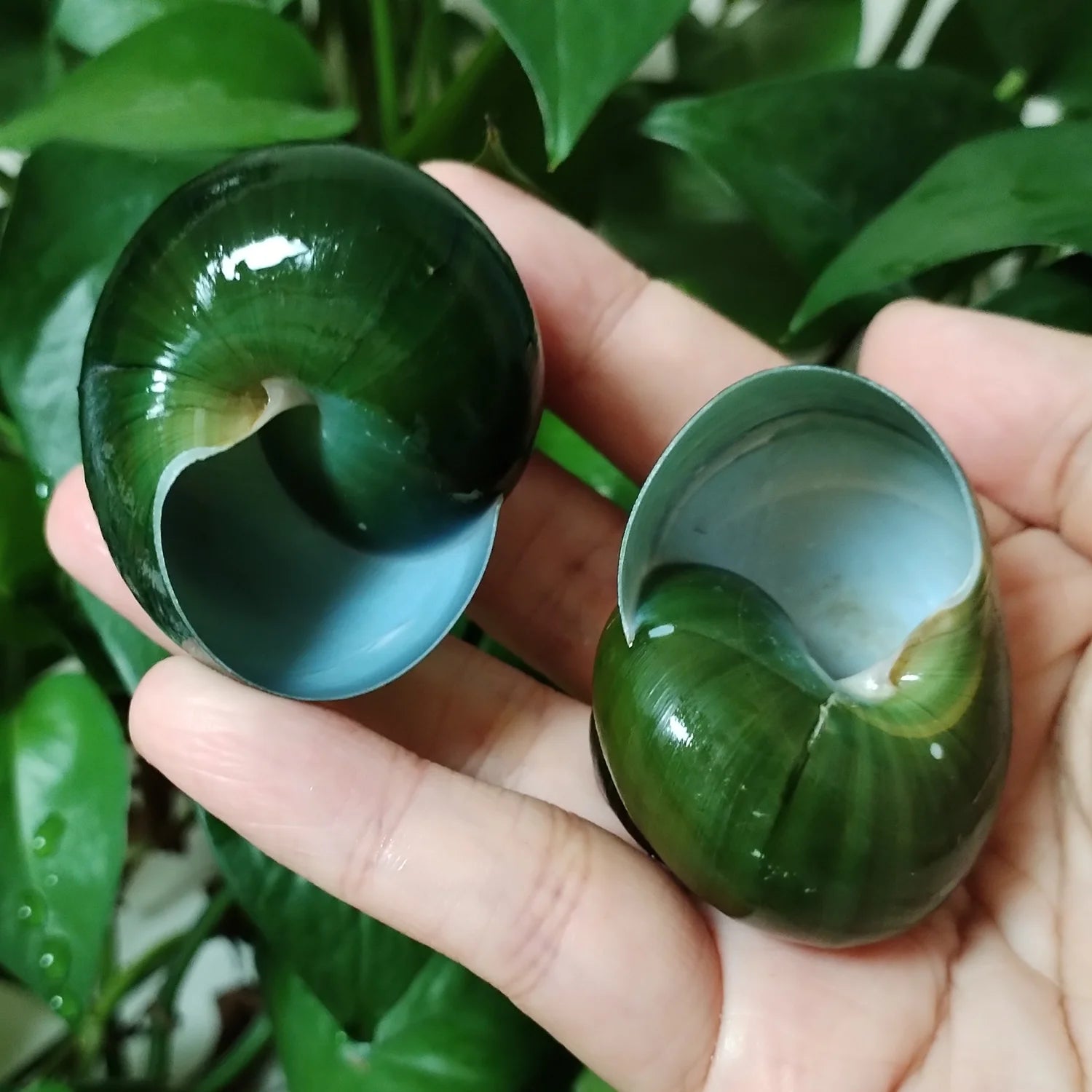 Green Jade Snail Natural Dyakiidae Snails Shell Specimen Collection Fish Tank Landscaping Aquarium Decoration Ornaments