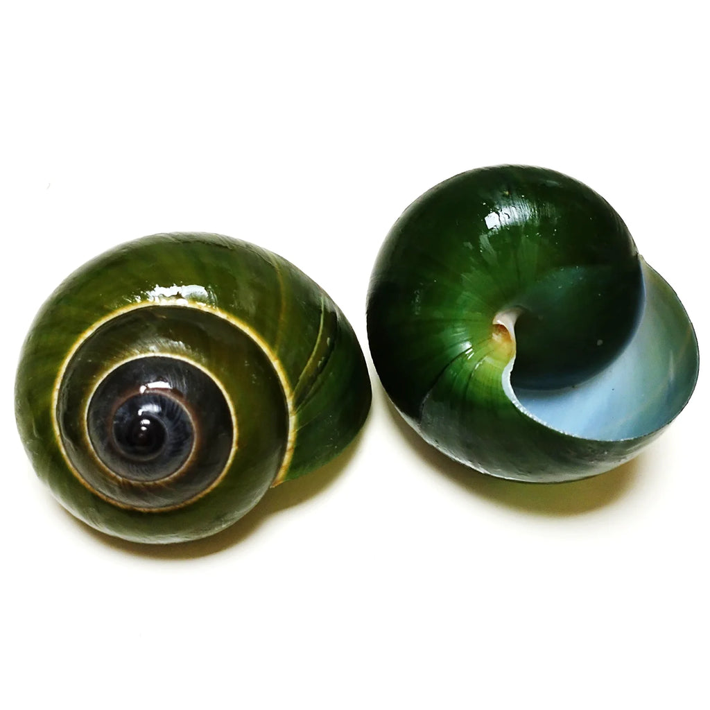Green Jade Snail Natural Dyakiidae Snails Shell Specimen Collection Fish Tank Landscaping Aquarium Decoration Ornaments