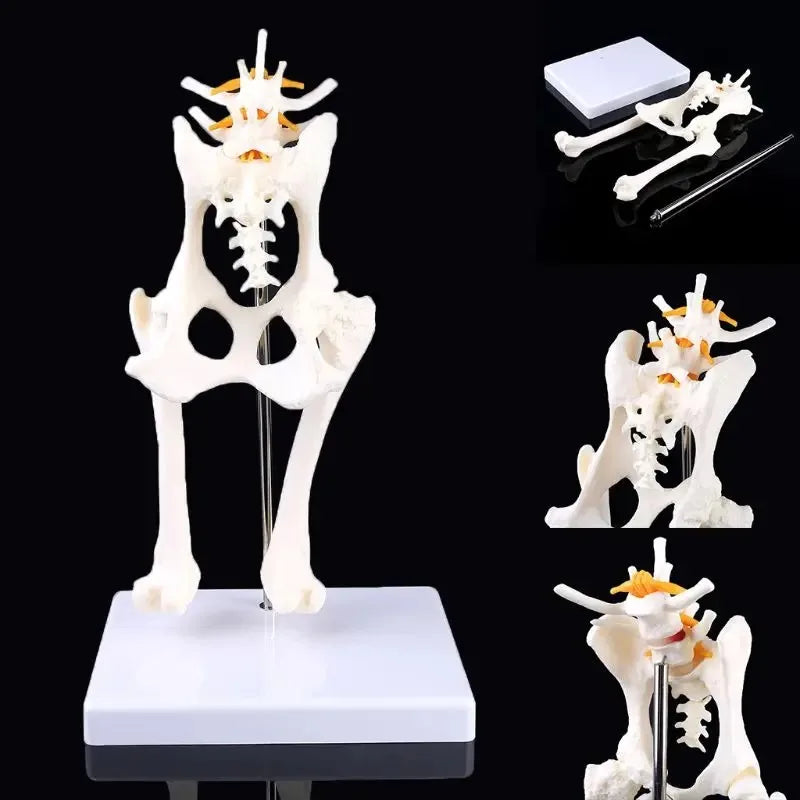 Anatomy Osteoporosis Dog Hip Model Dog Skeleton Animal Skeleton Canine Pet Veterinary Teaching
