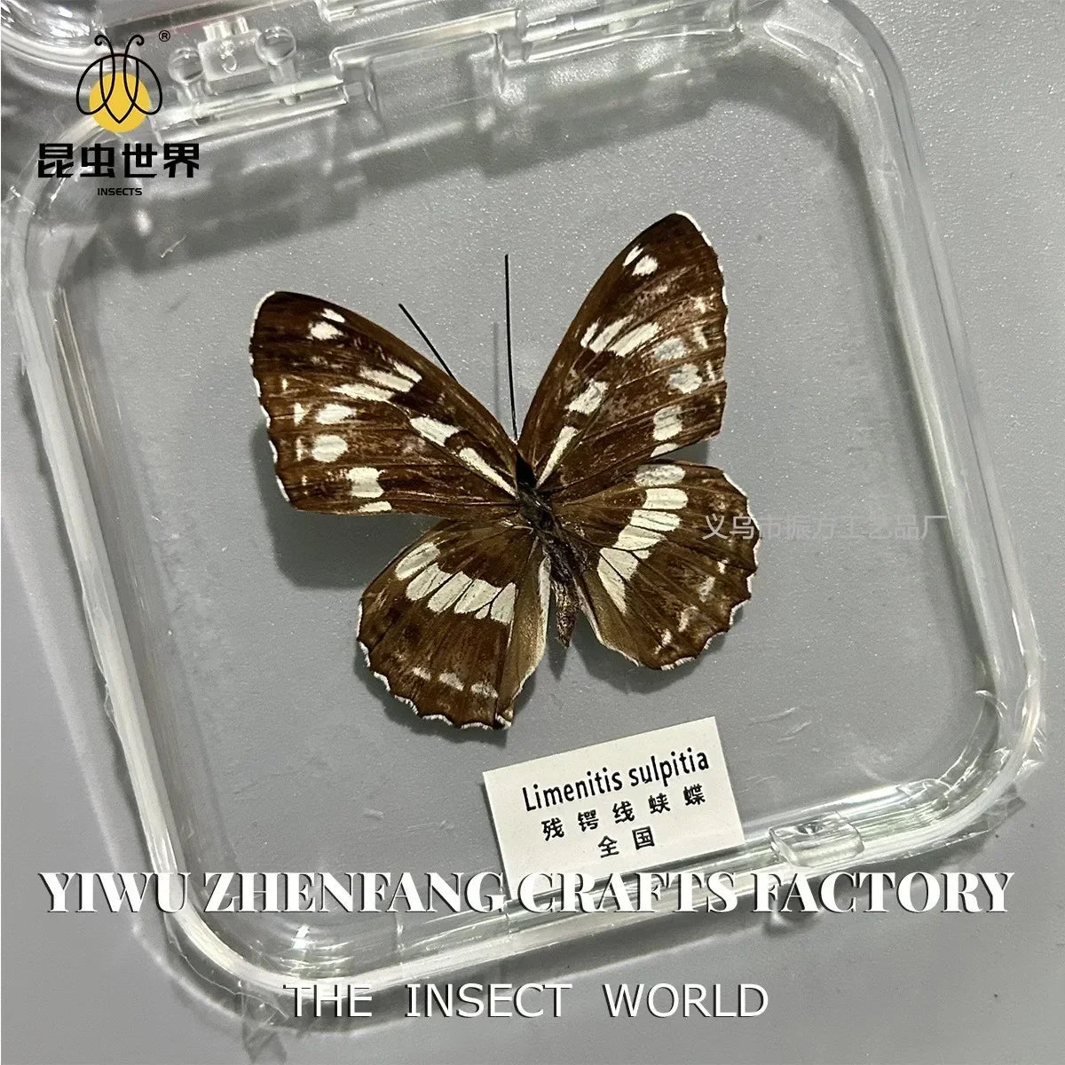 5Pcs Real Chinese Butterfly Specimen, For Girls, Children's Day, Teachers' Day Exquisite Gifts, home decor