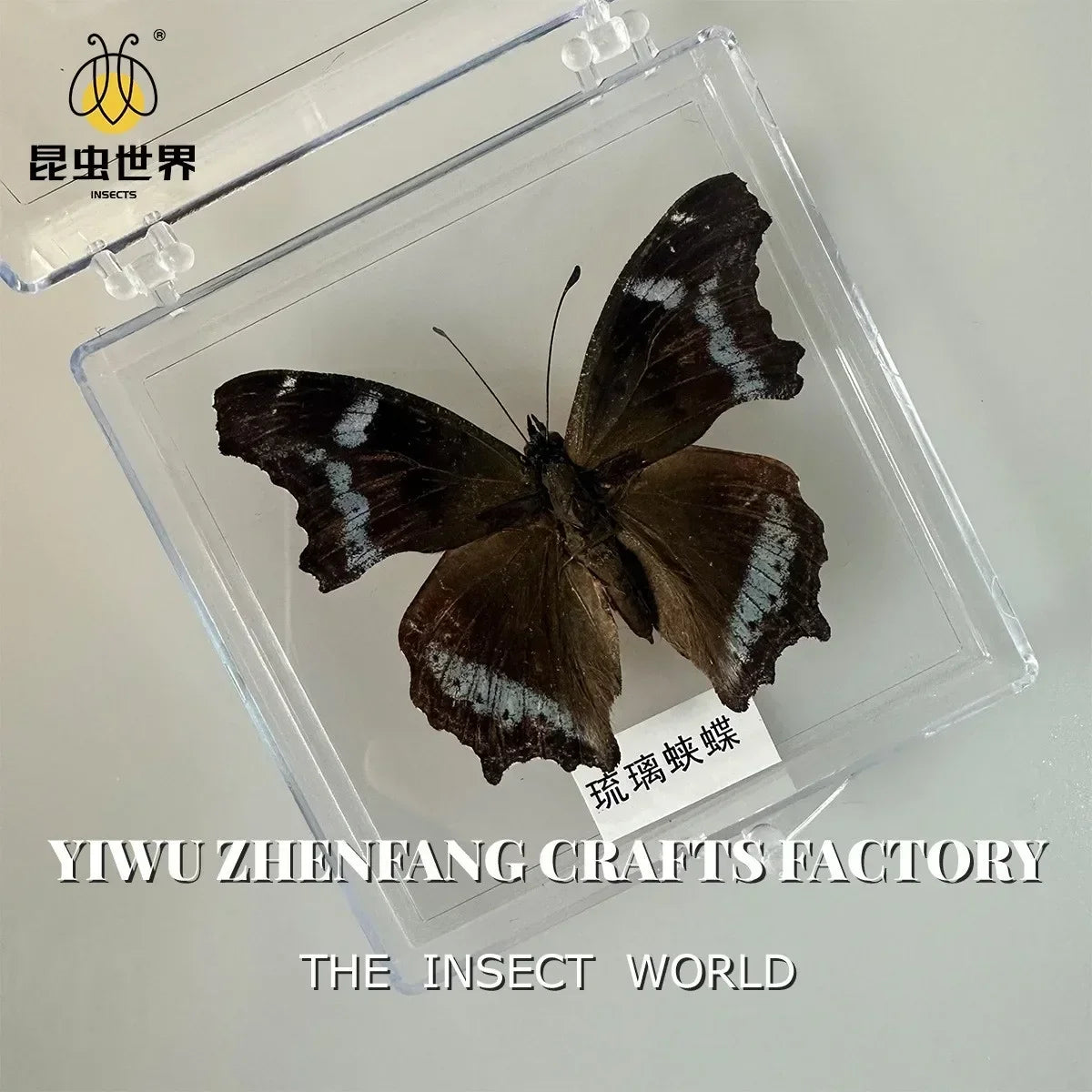 5Pcs Real Chinese Butterfly Specimen, For Girls, Children's Day, Teachers' Day Exquisite Gifts, home decor