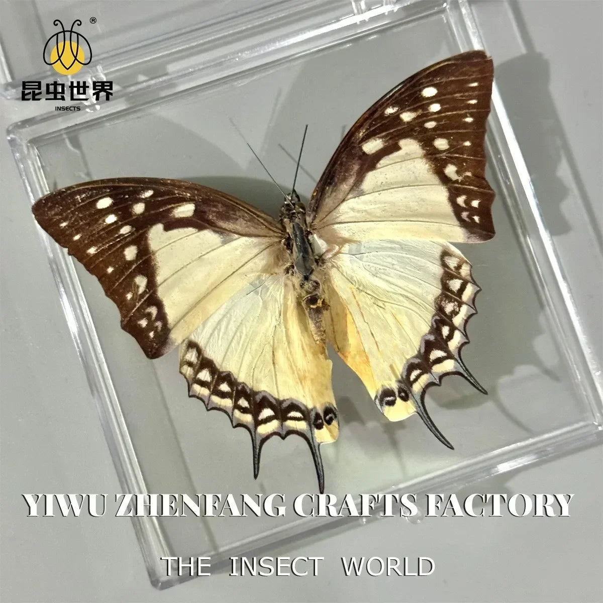 5Pcs Real Chinese Butterfly Specimen, For Girls, Children's Day, Teachers' Day Exquisite Gifts, home decor