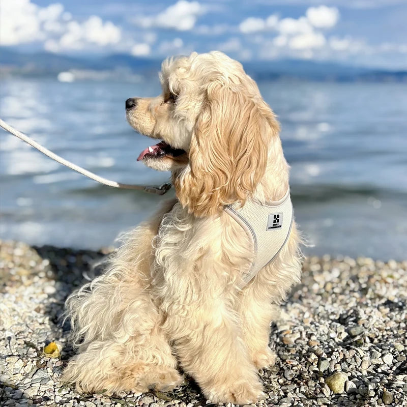 Small Combination Small Dog Harness Leash Set Soft Reflective for