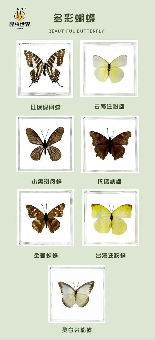 5Pcs Real Chinese Butterfly Specimen, For Girls, Children's Day, Teachers' Day Exquisite Gifts, home decor