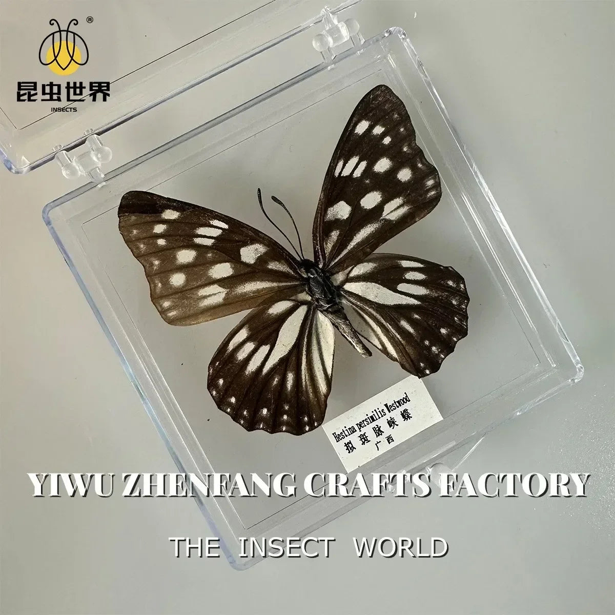 5Pcs Real Chinese Butterfly Specimen, For Girls, Children's Day, Teachers' Day Exquisite Gifts, home decor