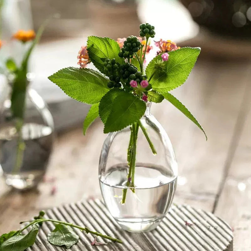 Transparent Glass Vase Avocado Seed Starters Vase Seed Growing Kit Avocado Vase For Growing Gift For Gardening Lovers Home Decor
