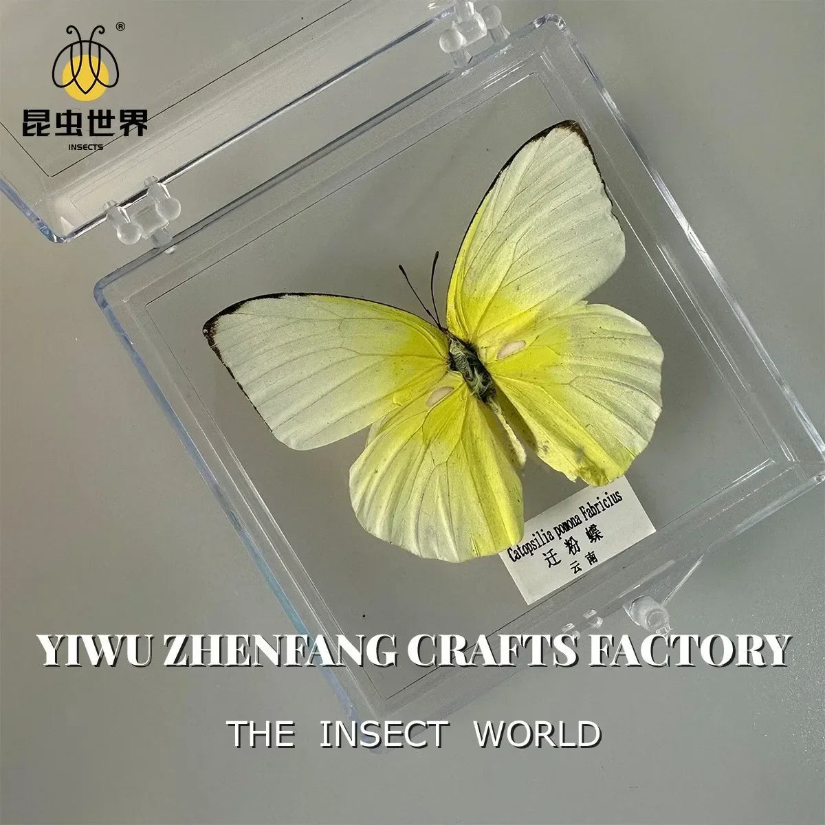 5Pcs Real Chinese Butterfly Specimen, For Girls, Children's Day, Teachers' Day Exquisite Gifts, home decor
