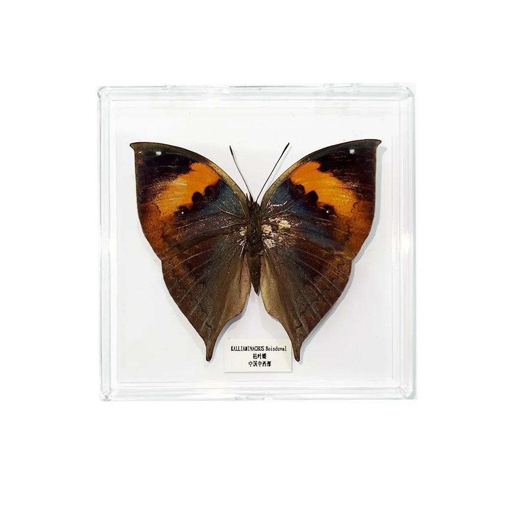 5Pcs Real Chinese Butterfly Specimen, For Girls, Children's Day, Teachers' Day Exquisite Gifts, home decor