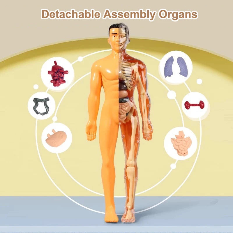 3D Human Torso Model Children's Anatomical Human Skeleton Organ