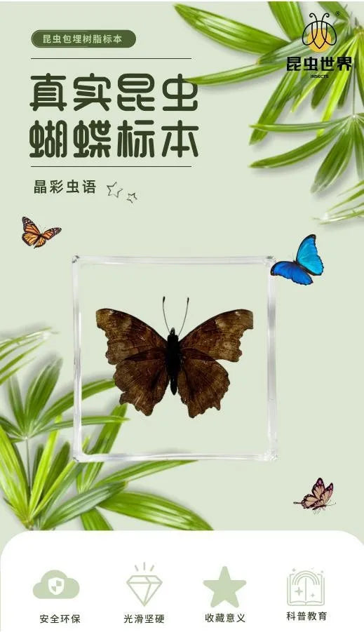 5Pcs Real Chinese Butterfly Specimen, For Girls, Children's Day, Teachers' Day Exquisite Gifts, home decor