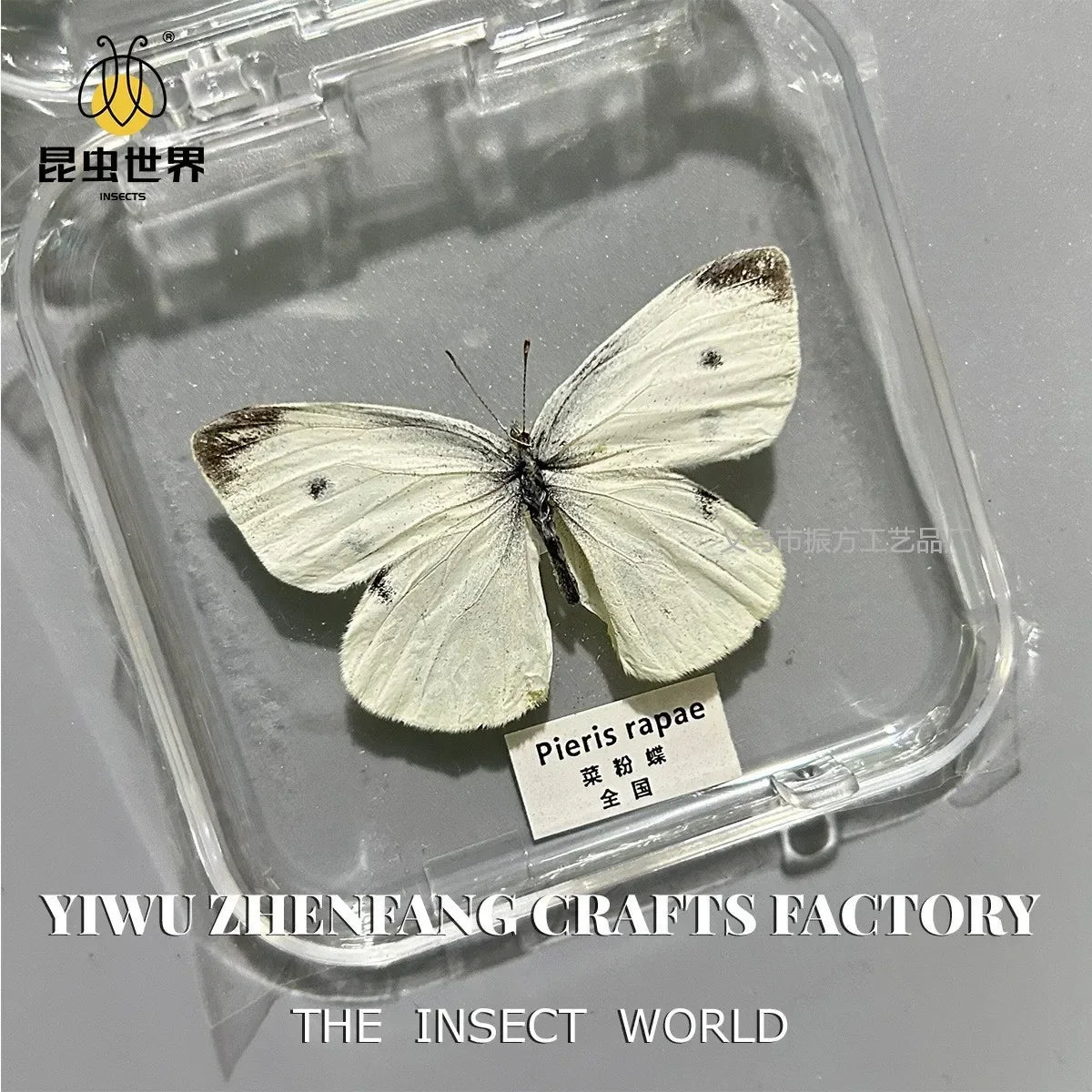 5Pcs Real Chinese Butterfly Specimen, For Girls, Children's Day, Teachers' Day Exquisite Gifts, home decor