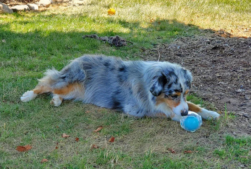 CAITEC Dog Toy Amazing Squeaker Ball Durable Floatable Springy Bite Resistant Best for Tossing Chasing Foraging Medium Large Dog