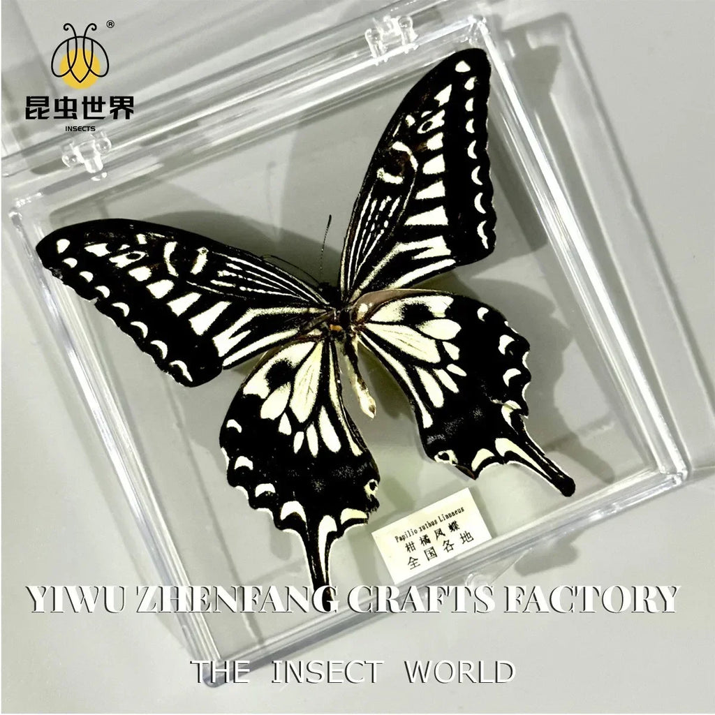 5Pcs Real Chinese Butterfly Specimen, For Girls, Children's Day, Teachers' Day Exquisite Gifts, home decor