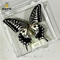 5Pcs Real Chinese Butterfly Specimen, For Girls, Children's Day, Teachers' Day Exquisite Gifts, home decor