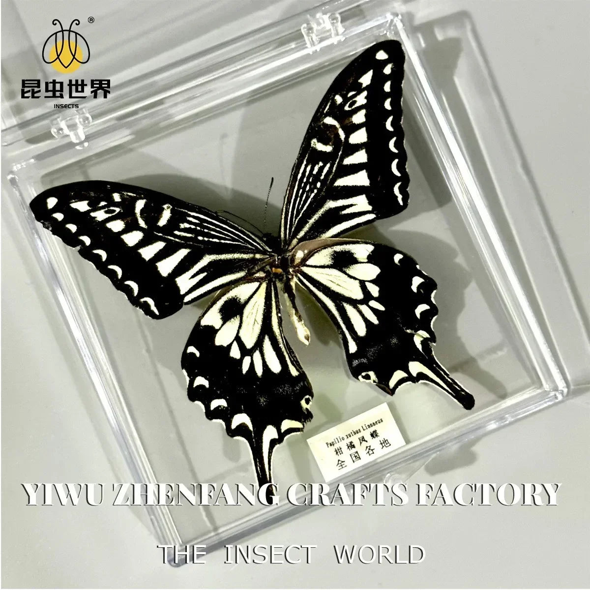5Pcs Real Chinese Butterfly Specimen, For Girls, Children's Day, Teachers' Day Exquisite Gifts, home decor