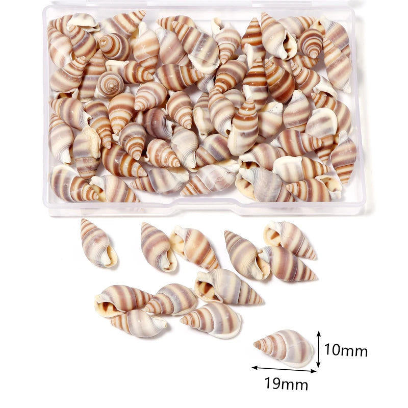 1 Box Sea Shell Spiral Shell Tiny Ocean Spiral Seashell Conch Crafts Aquarium Decoration Landscaping Accessory Photography Props