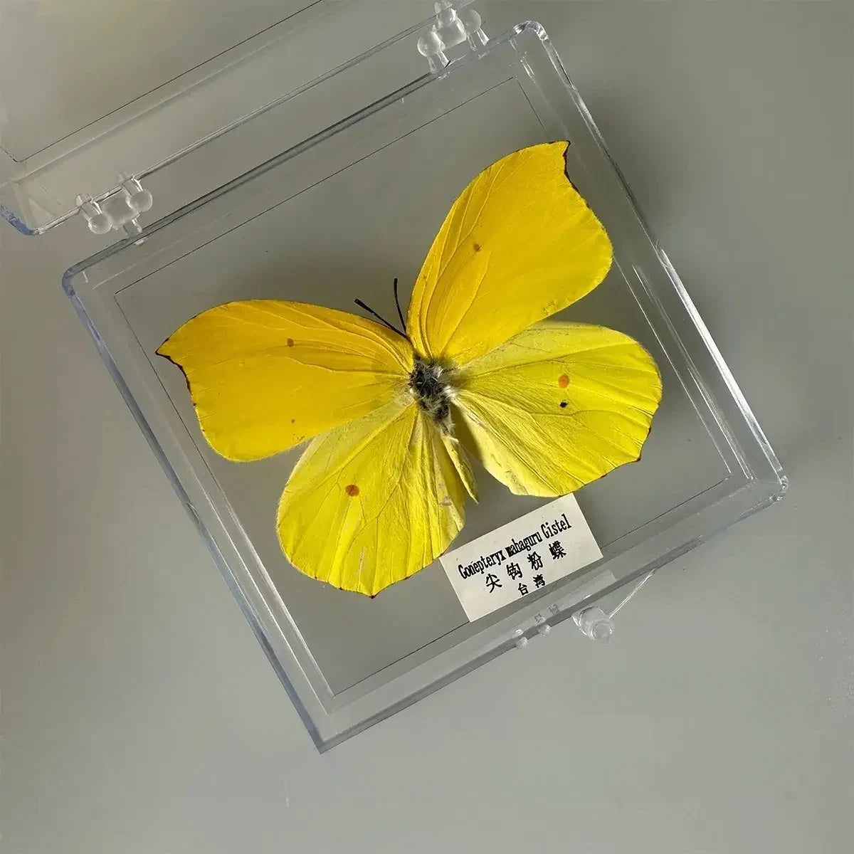 5Pcs Real Chinese Butterfly Specimen, For Girls, Children's Day, Teachers' Day Exquisite Gifts, home decor