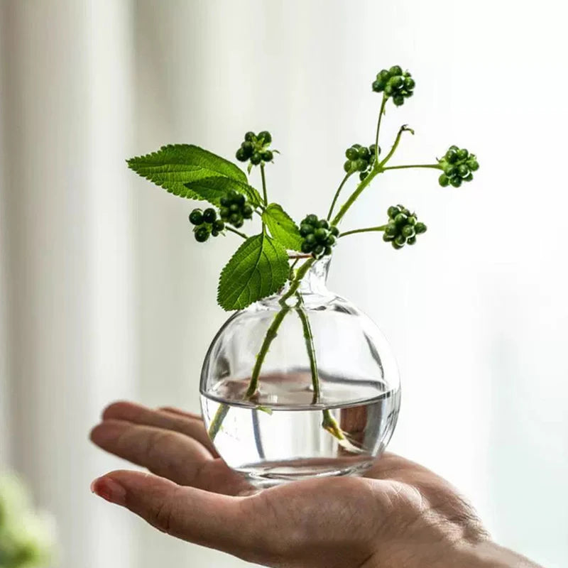 Transparent Glass Vase Avocado Seed Starters Vase Seed Growing Kit Avocado Vase For Growing Gift For Gardening Lovers Home Decor