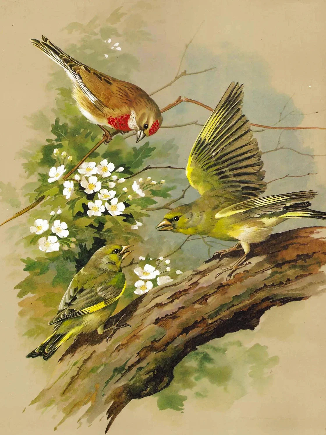 Huacan Diy Diamond Painting Animal Full Drill Embroidery Bird Home Decor Gift Rhinestone Pictures Craft Kit