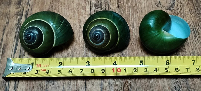 Green Jade Snail Natural Dyakiidae Snails Shell Specimen Collection Fish Tank Landscaping Aquarium Decoration Ornaments