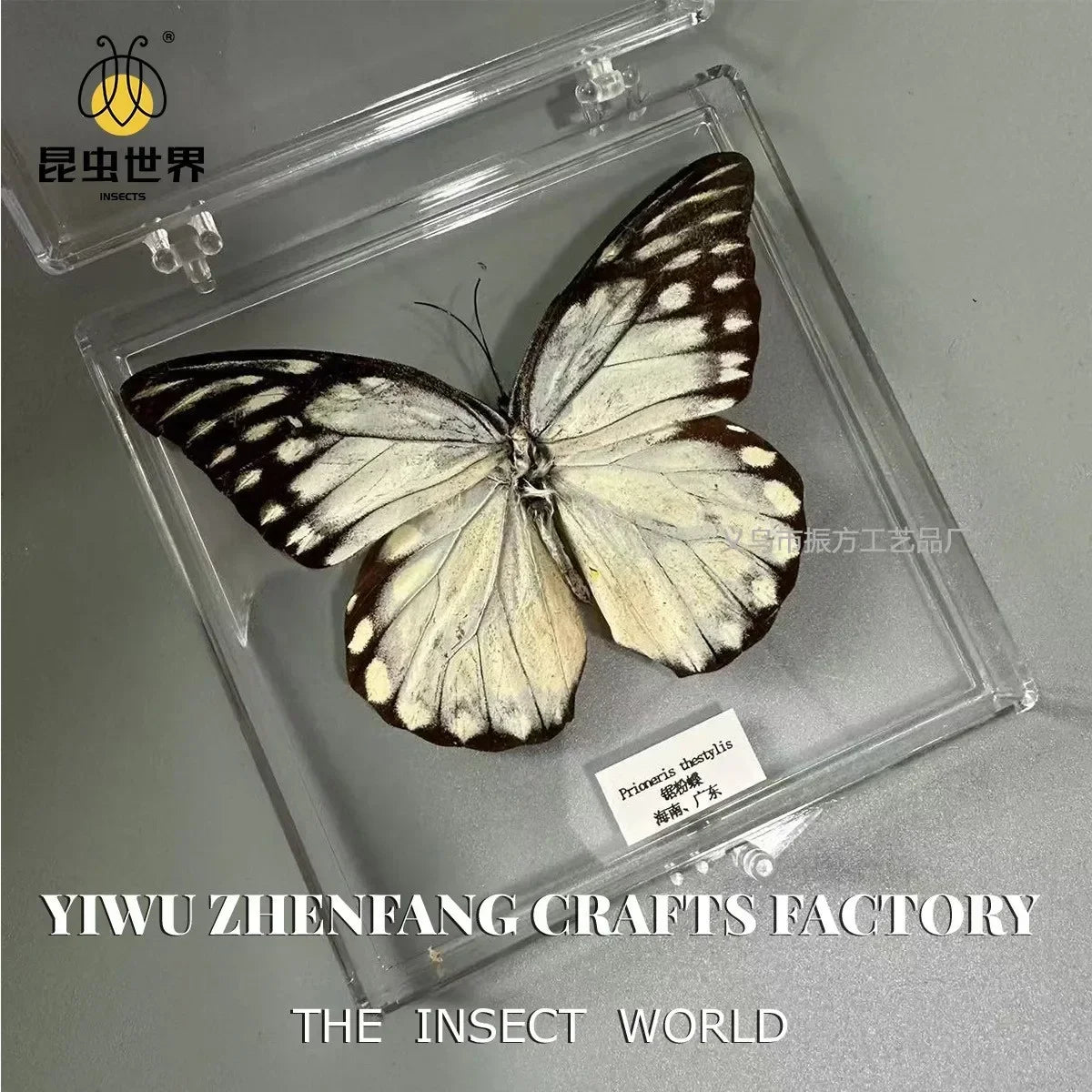 5Pcs Real Chinese Butterfly Specimen, For Girls, Children's Day, Teachers' Day Exquisite Gifts, home decor