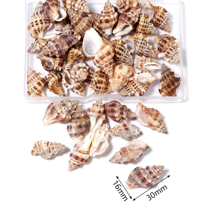 1 Box Sea Shell Spiral Shell Tiny Ocean Spiral Seashell Conch Crafts Aquarium Decoration Landscaping Accessory Photography Props
