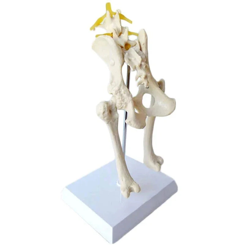 Anatomy Osteoporosis Dog Hip Model Dog Skeleton Animal Skeleton Canine Pet Veterinary Teaching