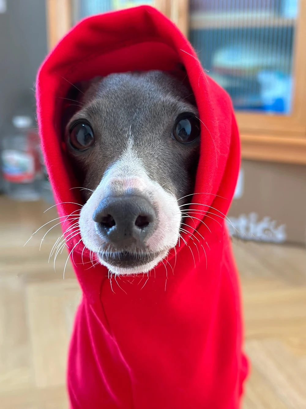 Winter Warm 4-legged Red Jacket for Italy Greyhound New Year Costume for Wellington Autumn Thick Warm Fahion Sweatshirt for Dogs