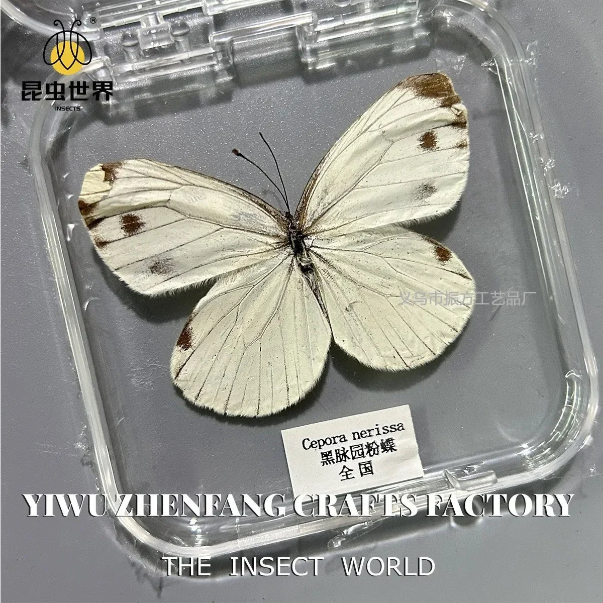 5Pcs Real Chinese Butterfly Specimen, For Girls, Children's Day, Teachers' Day Exquisite Gifts, home decor