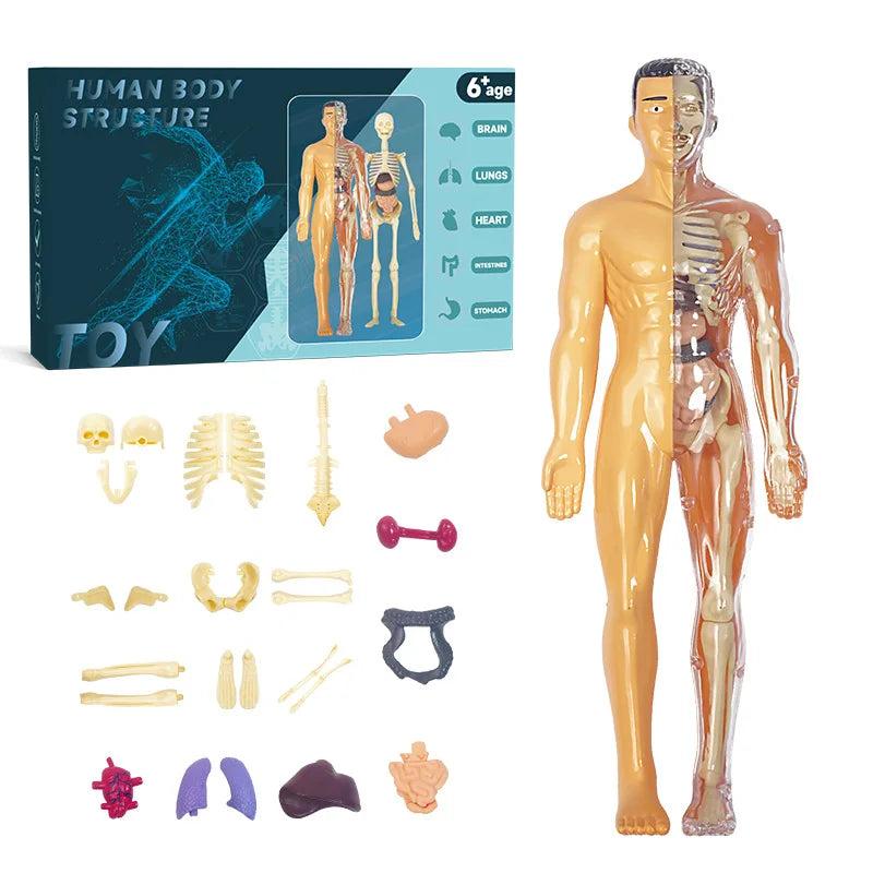 3D Human Torso Model Children's Anatomical Human Skeleton Organ