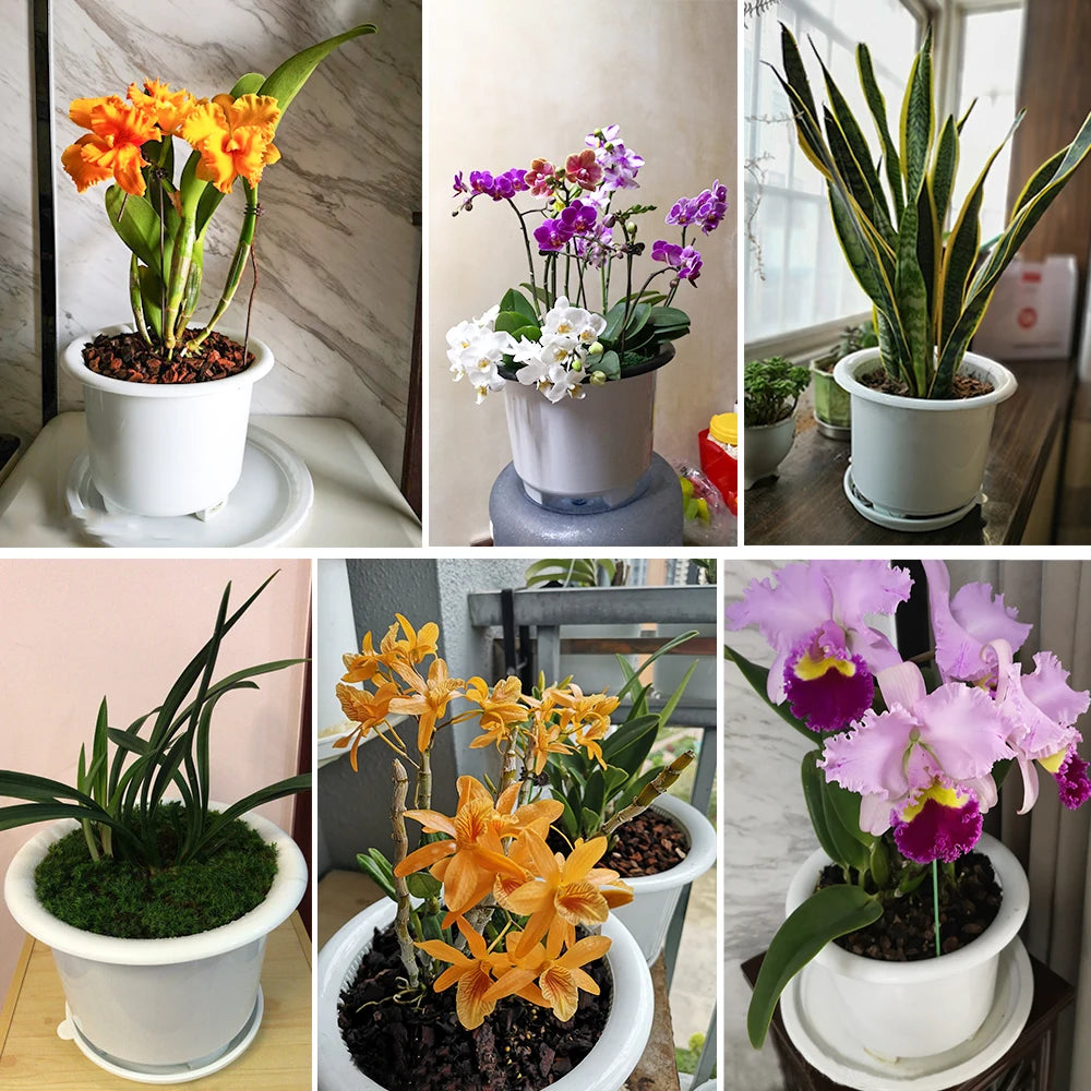 Meshpot 20cm Plastic Orchid Pot Flower Pot Garden Pot Planter Holder Home Decor,Enhance Root Quantity and Activity Good air