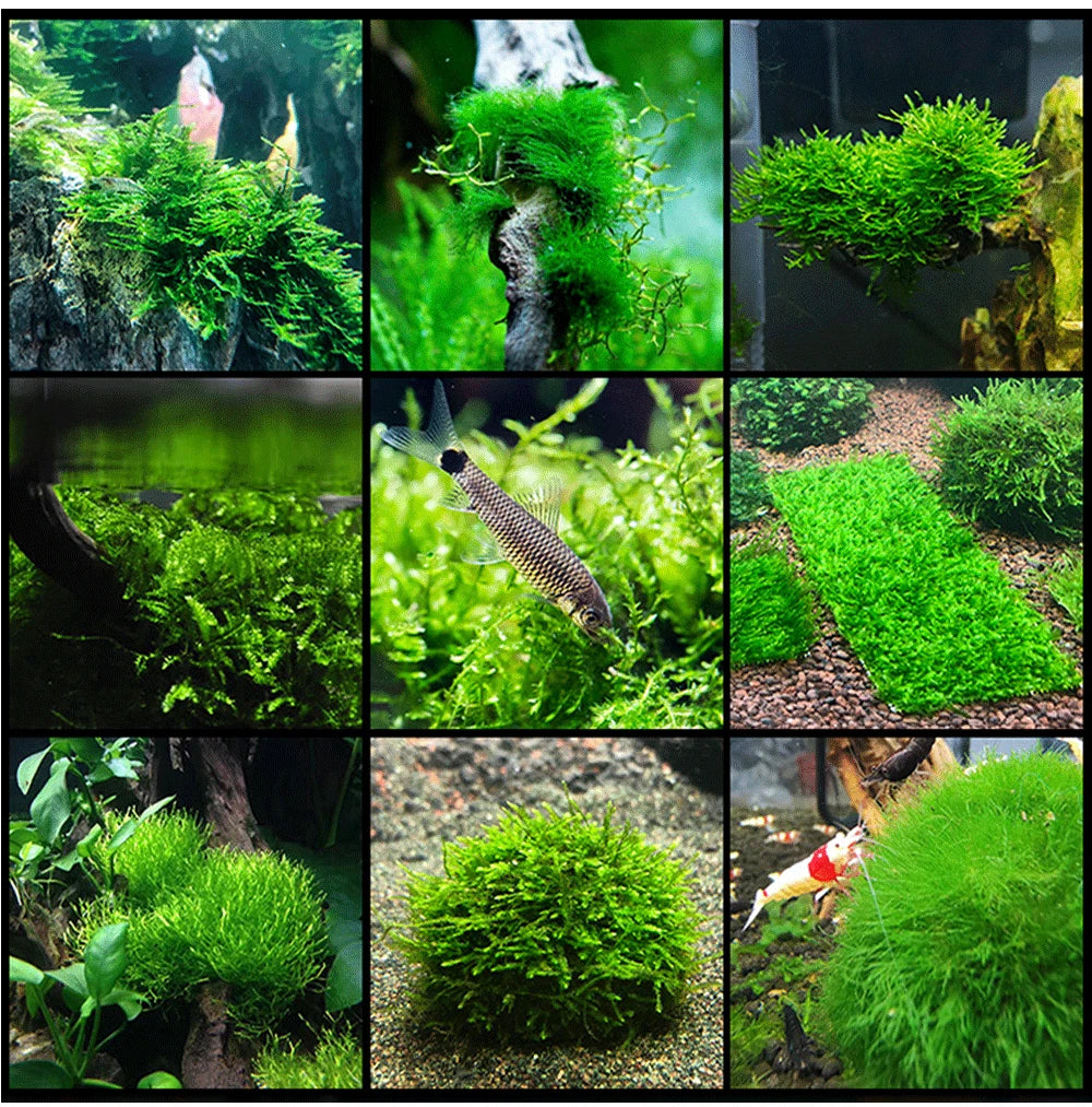 Aquarium Stainless Steel Wire Mesh Pad Aquatic Moss Plants Fixing Holder Landscaping Fish Tank Decoration Aquatic Accessories