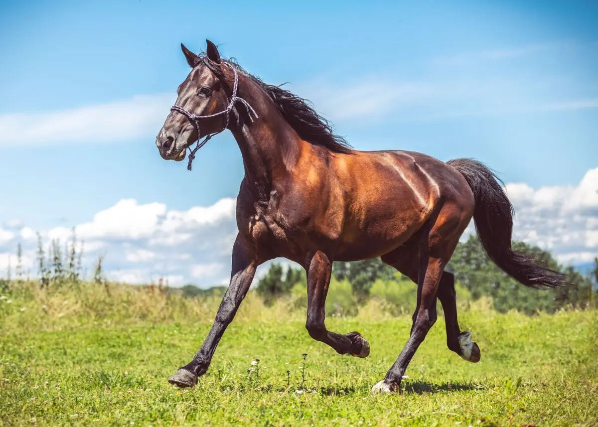 Handsome Horse Watercolor Painting Canvas Poster Animals Wall Art Pictures for Living Room Bedroom Playroom Modern Home Decor