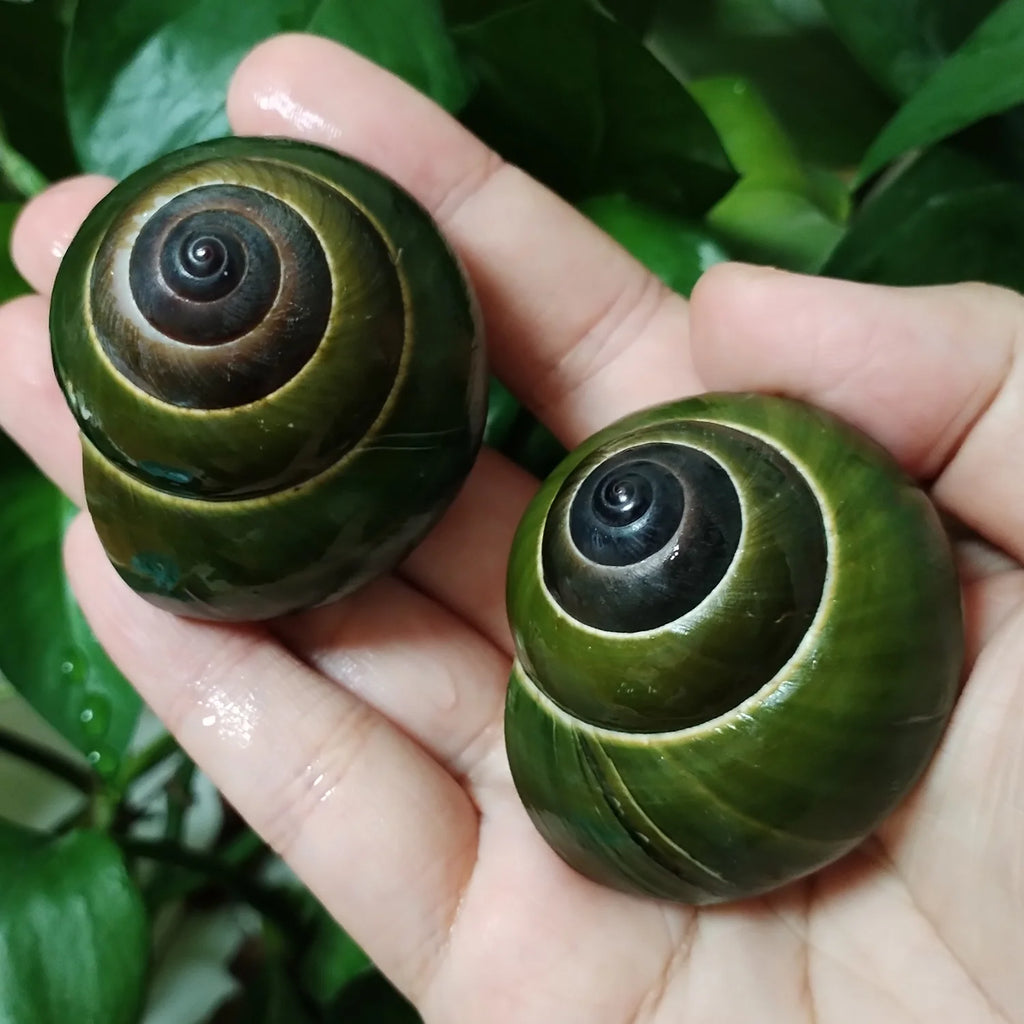 Green Jade Snail Natural Dyakiidae Snails Shell Specimen Collection Fish Tank Landscaping Aquarium Decoration Ornaments
