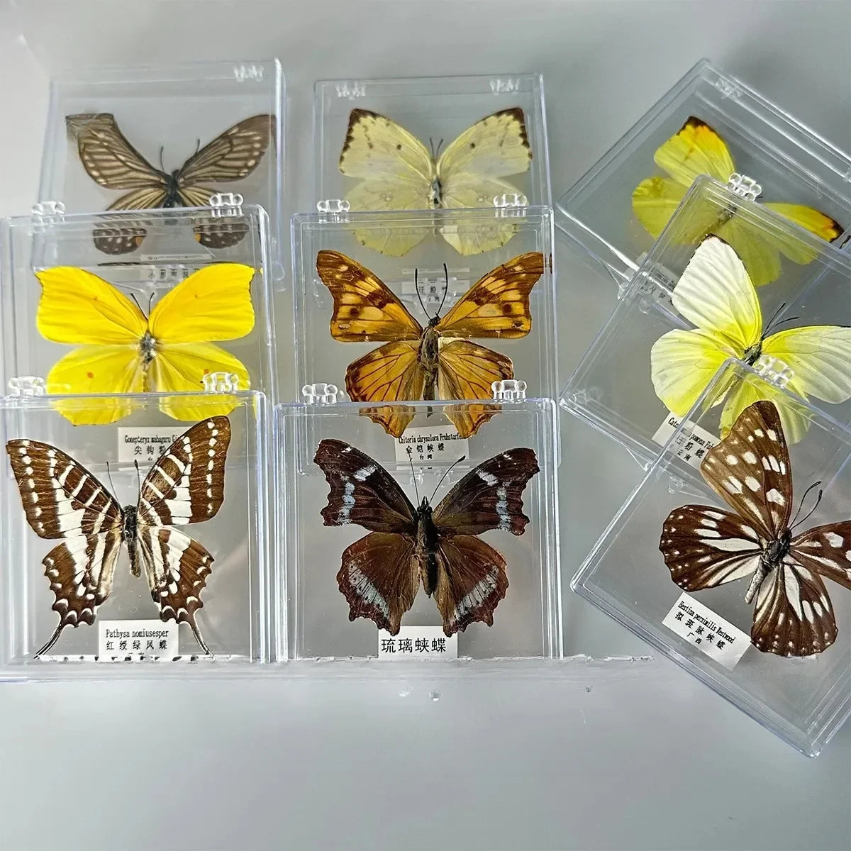 5Pcs Real Chinese Butterfly Specimen, For Girls, Children's Day, Teachers' Day Exquisite Gifts, home decor