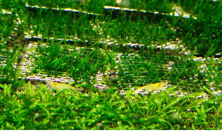 Aquarium Stainless Steel Wire Mesh Pad Aquatic Moss Plants Fixing Holder Landscaping Fish Tank Decoration Aquatic Accessories